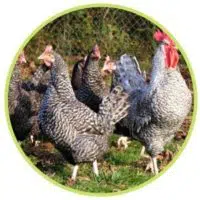 Groupe poules et coq gris du Vercors