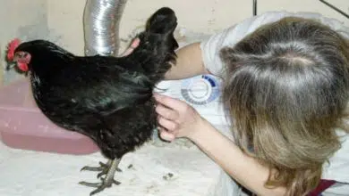 Prolapsus cloacal chez une poule : symptômes et traitements