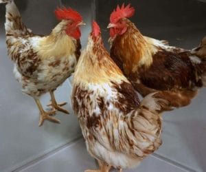 Voici un gynandromorphes mi-poule, mi-coq