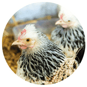 Poules et vacances : nos conseils