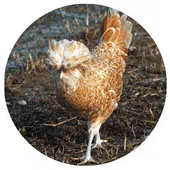 Jolie poule Padoue couleur chamois