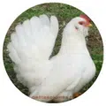 La poule Chabo