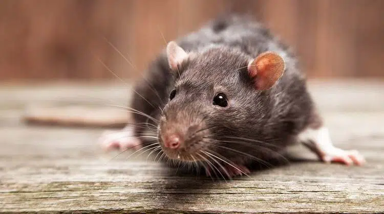 Le danger des rats et souris au poulailler. Conseils pour les éviter