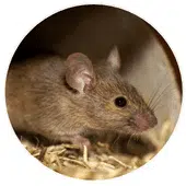 Comment se débarrasser des rats au poulailler ? Conseils d'éleveurs