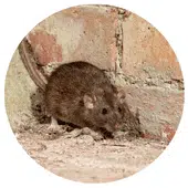 Le rat : un problème au poulailler