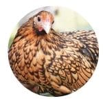 Race poule Sebright une des plus jolies poules naines