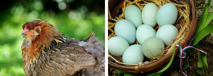 Poule Araucana aux œufs bleutés