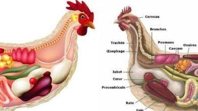 Tout connaître de l'anatomie et morphologie de la poule