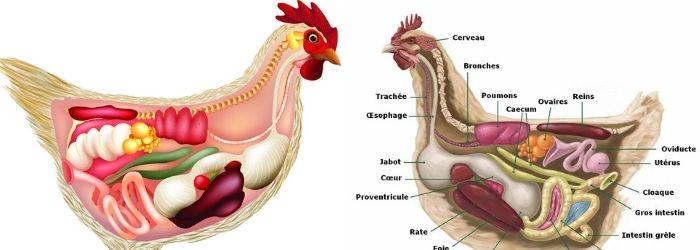 Tout connaître de l'anatomie et morphologie de la poule