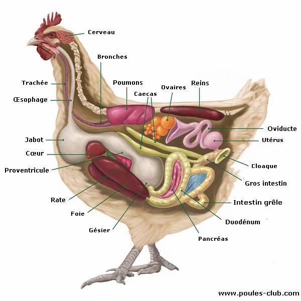 anatomie poule