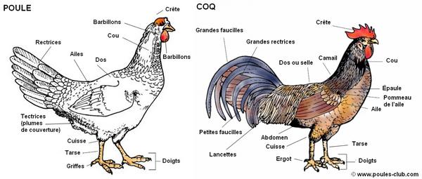 Connaître la morphologie de la poule et du coq