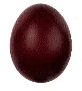 Bel œuf couleur chocolat de poule Marans