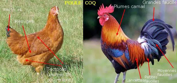 Différence plumage entre une poule et un coq