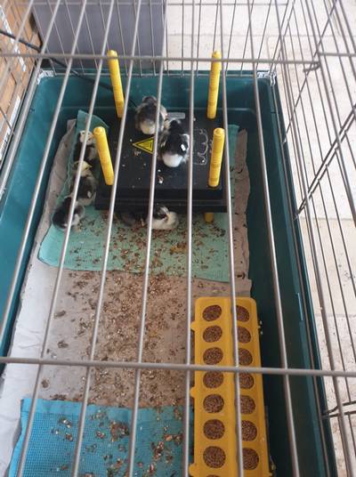 Plaque chauffante poussin installée dans une cage à lapins