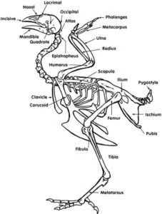 Vue d'un squelette d'une poule : les os
