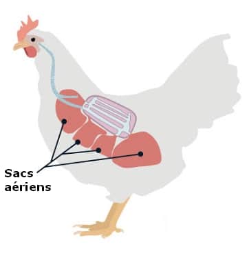 Le système respiratoire de la poule : les sacs aériens