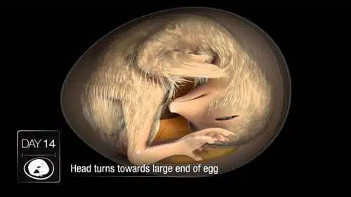 Embryon poussin dans l'œuf : le développement en vidéo