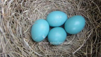 Magnifiques œufs pondus par des poules aux œufs bleus