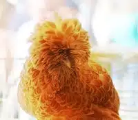 La petite poule Padoue en version frisottis