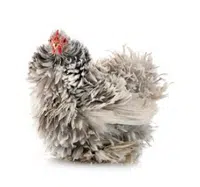 Adorable petite poule Pékin au plumage frisé