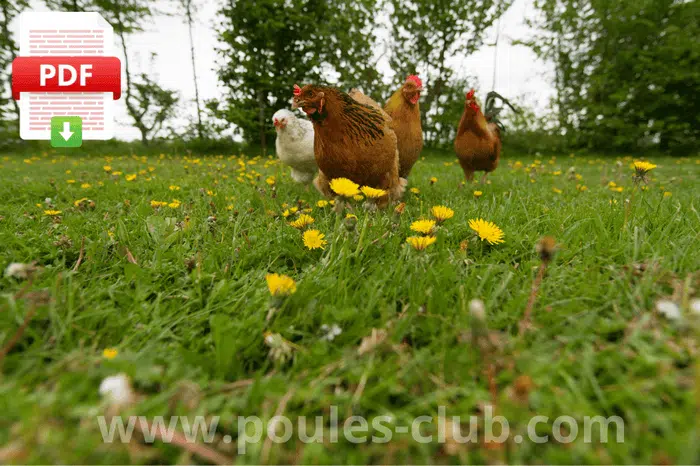 Guides élevage poules en PDF