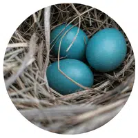 Les œufs bleus de la poule Azur