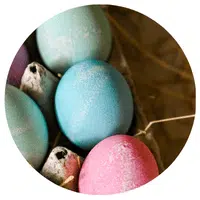 Les œufs de couleur de l'Easter Egger