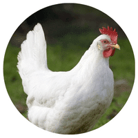 Une belle poule Azur blanche