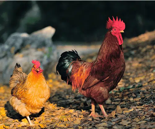 Le comportement du coq avec les poules