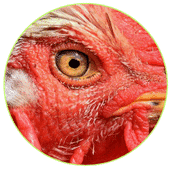 Un œil en forme de fente chez le poule