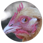 Membrane œil de poule