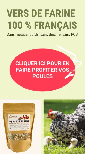 Offrez des vers de farine français à vos poulettes ! 