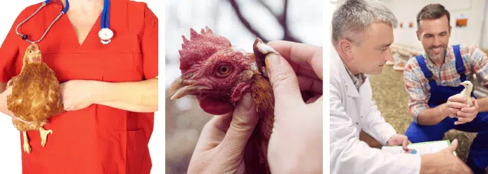 Vétérinaires spécialisés poules