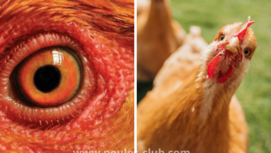 La vision des poules : ce qu'elles voient