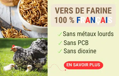 Offrez des vers de farine français à vos poulettes !