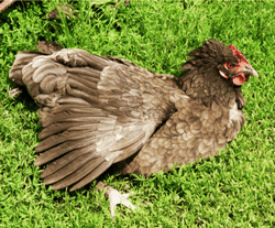 Poule en train de prendre un bain de soleil, plumes écartées