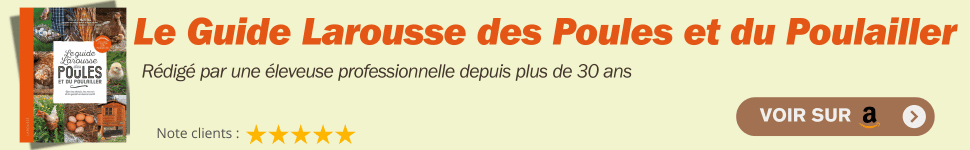 Le guide de référence pour élever des poules et régler les problèmes